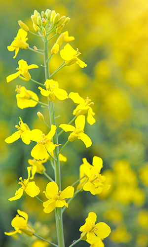 Canola