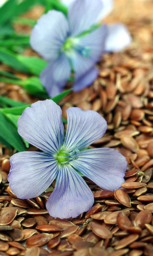 Flax